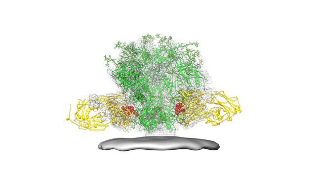 Protein Structure Diagram of Fusion Peptide Epitope on HIV Spike